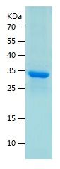    Cdk4 / Recombinant Human Cdk4