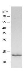 Recombinant Mouse Midkine