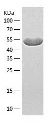    IMPDH2 / Recombinant Human IMPDH2