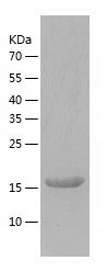    CD32 / Recombinant Human CD32