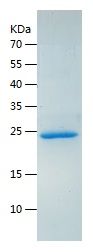    Fc epsilon RI / Recombinant Human Fc epsilon RI