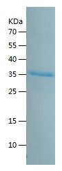    BMP2 / Recombinant Human BMP2