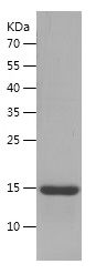 Recombinant Mouse liver FABP