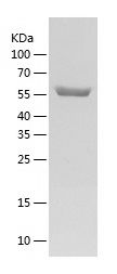    E Cadherin / Recombinant Human E Cadherin