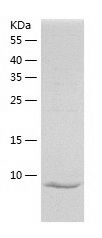 Recombinant Mouse GRO alpha