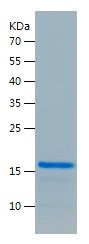 Recombinant Rat FGF2