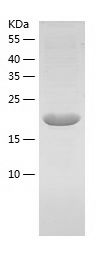    CD42c / Recombinant Human CD42c