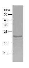    GILT / Recombinant Human GILT