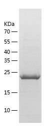    Tissue factor / Recombinant Human Tissue factor