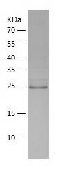 Recombinant Mouse GSTA1