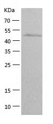    ENO3 / Recombinant Human ENO3