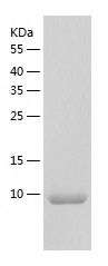 Recombinant Mouse CCL4