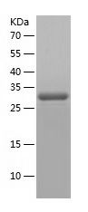    CD62L / Recombinant Human CD62L