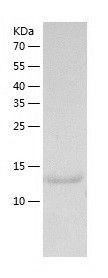    MIF / Recombinant Human MIF