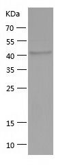    NCF1 / Recombinant Human NCF1