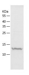 Recombinant Rat MCP1