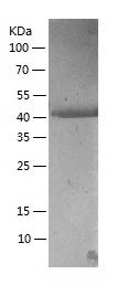    Indoleamine 2，3-dioxygenase / Recombinant Human Indoleamine 2，3-dioxygenase