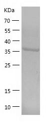    D Amino Acid Oxidase / Recombinant Human D Amino Acid Oxidase