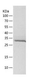    MyoD1 / Recombinant Human MyoD1