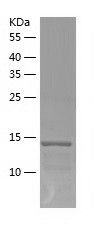 Recombinant Mouse IL-9