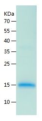    Amphiregulin / Recombinant Human Amphiregulin