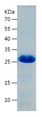    Histatin-3 / Recombinant Human Histatin-3