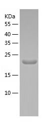    VEGFA / Recombinant Human VEGFA