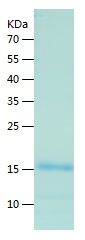    VEGFA / Recombinant Human VEGFA