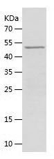    TCF-4 / Recombinant Human TCF-4