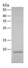    MUC1 / Recombinant Human MUC1