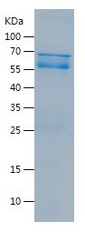    GATA1 / Recombinant Human GATA1