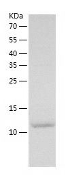 Recombinant Mouse Galectin 1