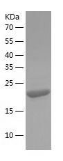    NQO2 / Recombinant Human NQO2