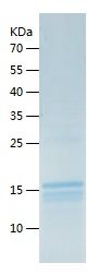    Histone H2A.X / Recombinant Human Histone H2A.X