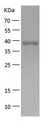    Nck / Recombinant Human Nck