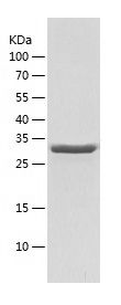 Recombinant Mouse GAPDH