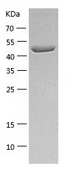    CPE / Recombinant Human CPE