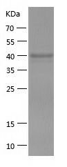 Recombinant Mouse ENO1