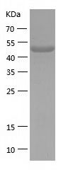 Recombinant Mouse NSE