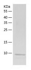 Recombinant Mouse IP10