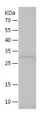    HLA G / Recombinant Human HLA G