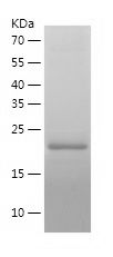 Recombinant Mouse Cyclophilin A