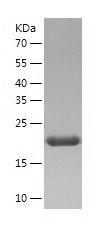    GM2A / Recombinant Human GM2A