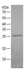 Recombinant Rat HGF