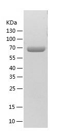    TCP1 alpha / Recombinant Human TCP1 alpha