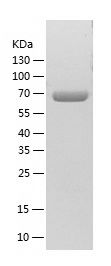    TCP1 alpha / Recombinant Human TCP1 alpha