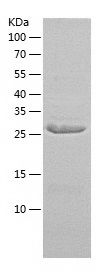 Recombinant Rat SULT1A1