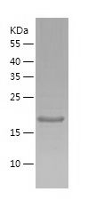    ARF4 / Recombinant Human ARF4