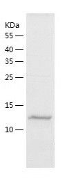 Recombinant Mouse CD62L