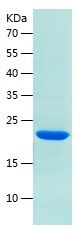    IL-1RA / Recombinant Human IL-1RA